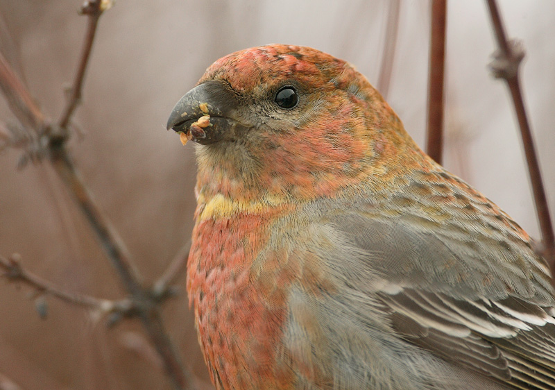 Taviokuurna Pine Grosbeak (Pinicola enucleator)