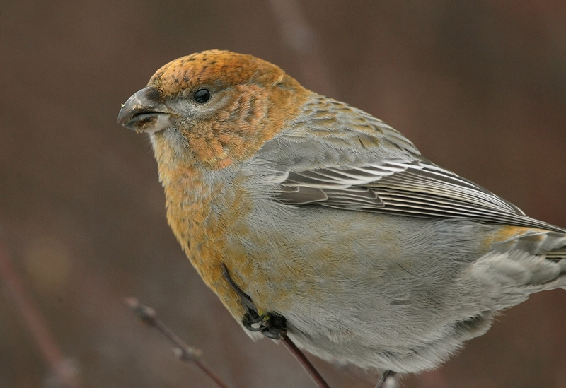 Taviokuurna Pine Grosbeak (Pinicola enucleator)
