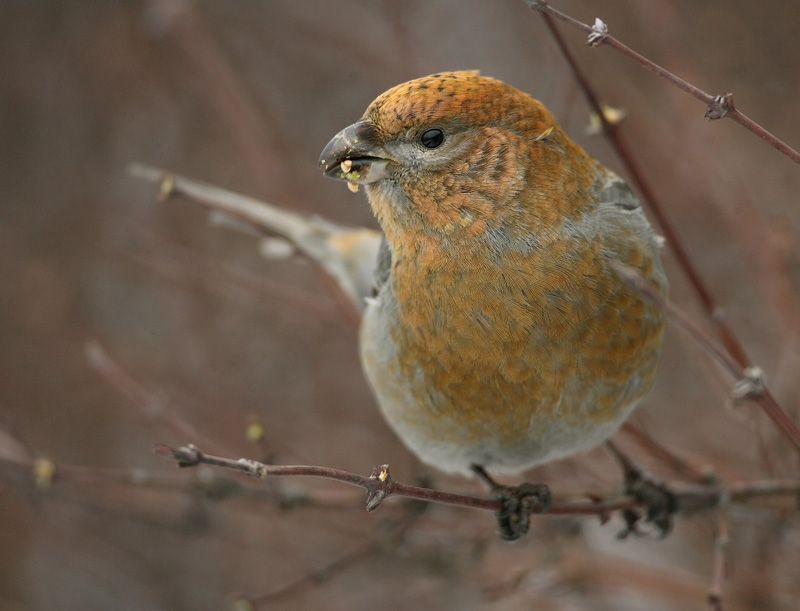 Taviokuurna Pine Grosbeak (Pinicola enucleator)