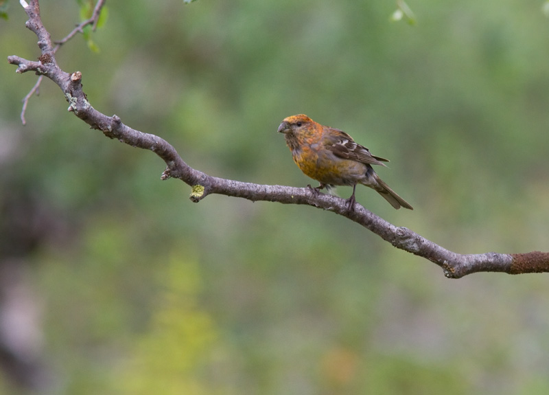 Taviokuurna Pine Grosbeak (Pinicola enucleator)