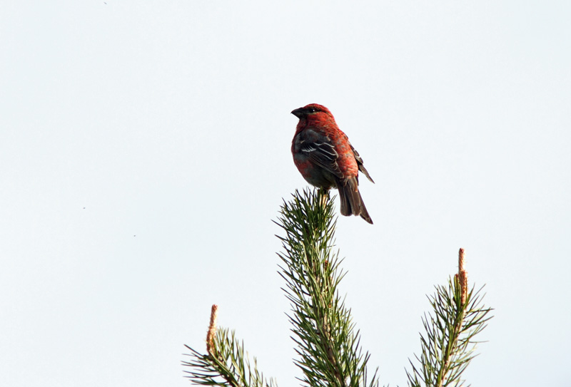 Taviokuurna Pine Grosbeak (Pinicola enucleator)