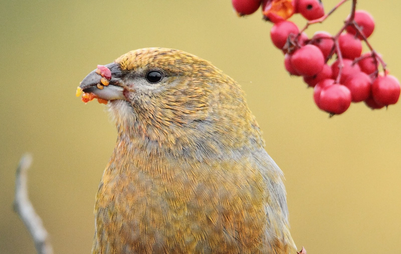 Taviokuurna Pine Grosbeak (Pinicola enucleator)