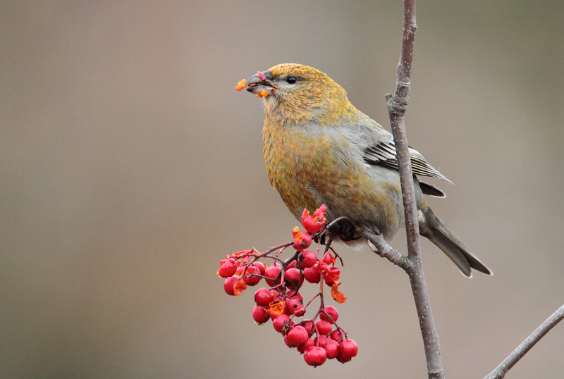 Taviokuurna Pine Grosbeak (Pinicola enucleator)