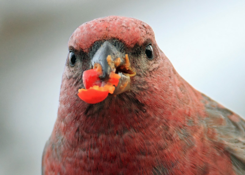 Taviokuurna Pine Grosbeak (Pinicola enucleator)