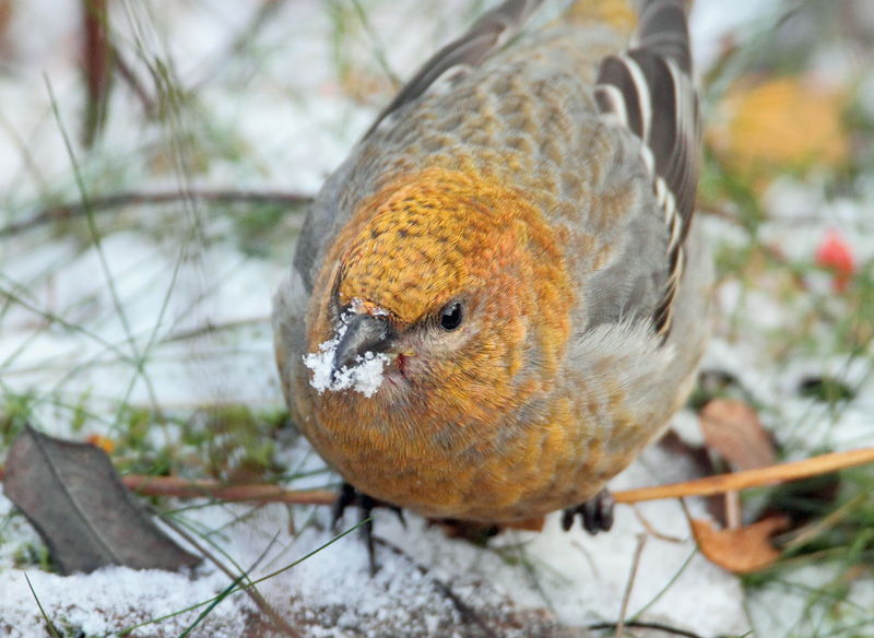 Taviokuurna Pine Grosbeak (Pinicola enucleator)
