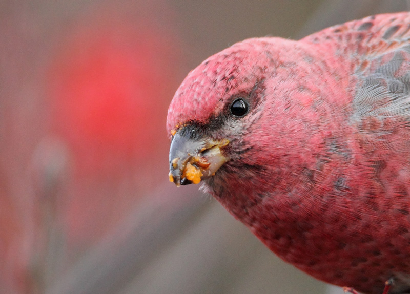 Taviokuurna Pine Grosbeak (Pinicola enucleator)