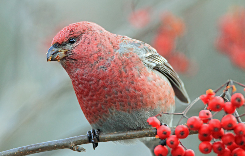 Taviokuurna Pine Grosbeak (Pinicola enucleator)
