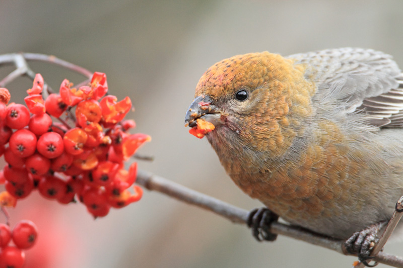 Taviokuurna Pine Grosbeak (Pinicola enucleator)