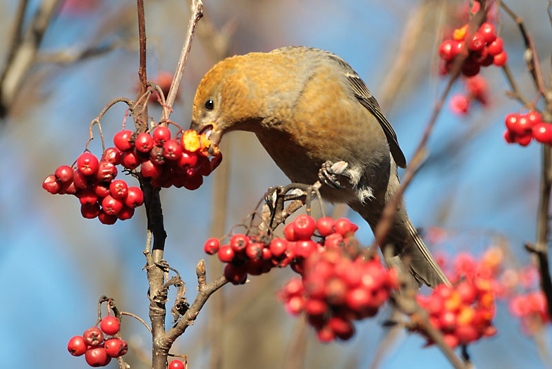 Taviokuurna Pine Grosbeak (Pinicola enucleator)