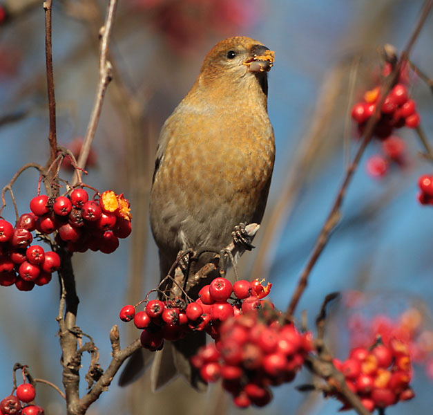 Taviokuurna Pine Grosbeak (Pinicola enucleator)