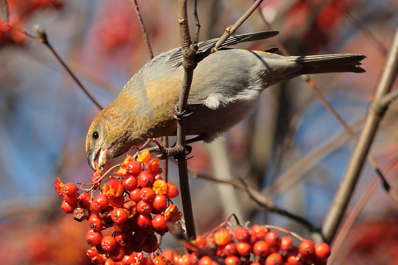 Taviokuurna Pine Grosbeak (Pinicola enucleator)