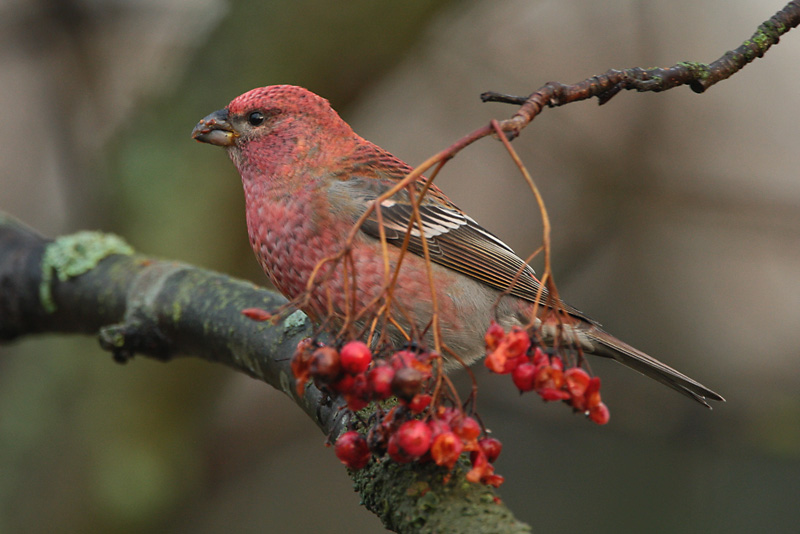 Taviokuurna Pine Grosbeak (Pinicola enucleator)