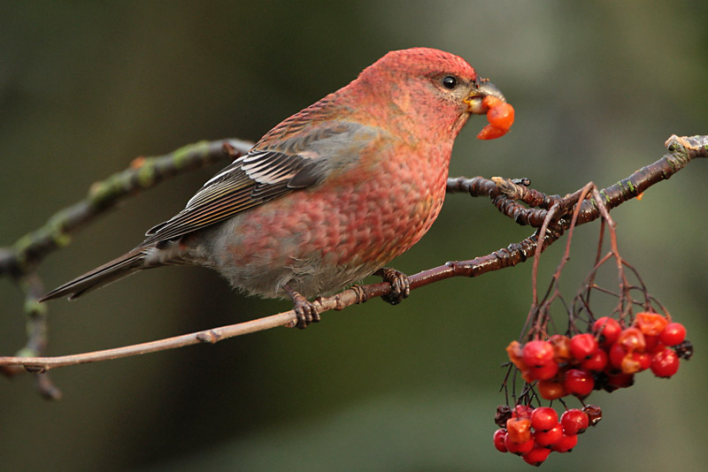 Taviokuurna Pine Grosbeak (Pinicola enucleator)