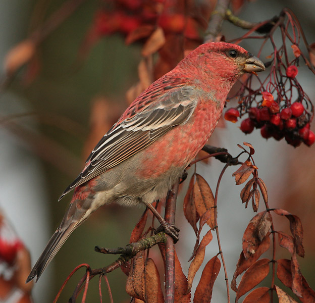 Taviokuurna Pine Grosbeak (Pinicola enucleator)