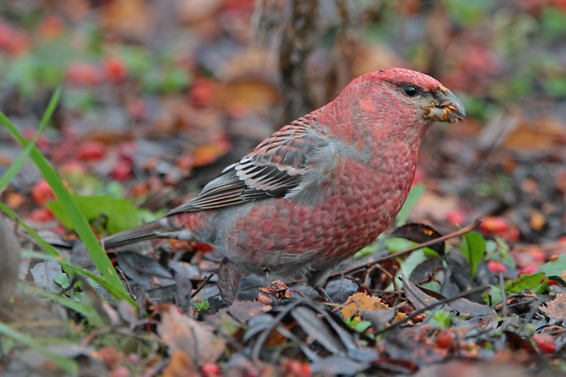Taviokuurna Pine Grosbeak (Pinicola enucleator)