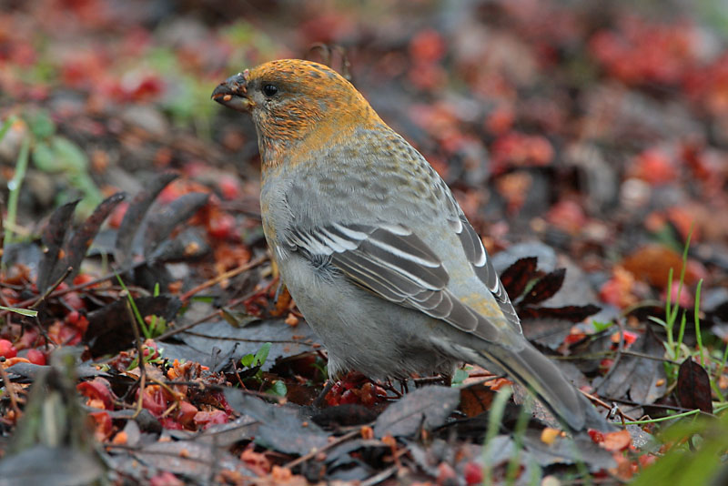 Taviokuurna Pine Grosbeak (Pinicola enucleator)