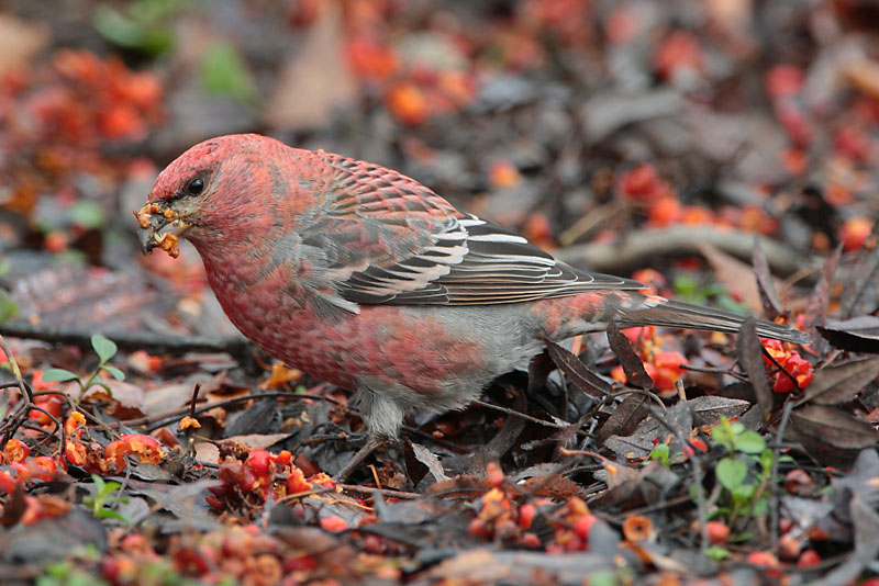 Taviokuurna Pine Grosbeak (Pinicola enucleator)