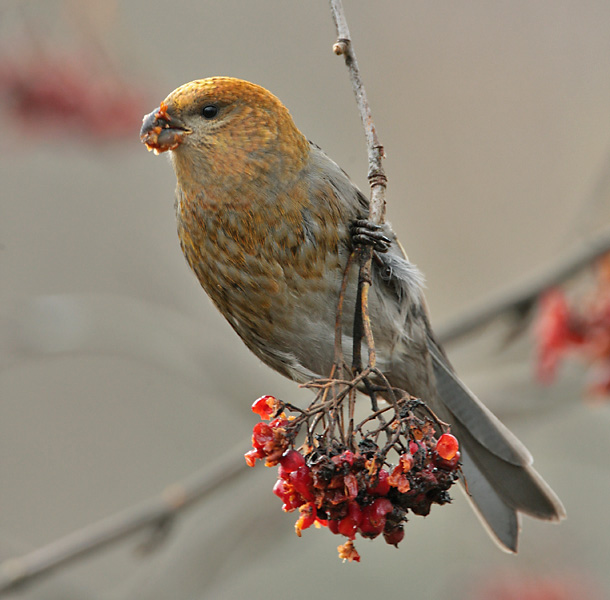 Taviokuurna Pine Grosbeak (Pinicola enucleator)