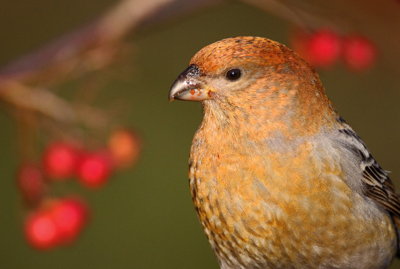 Taviokuurna Pine Grosbeak (Pinicola enucleator)