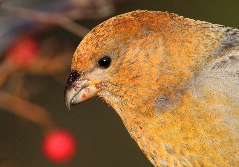 Taviokuurna Pine Grosbeak (Pinicola enucleator)
