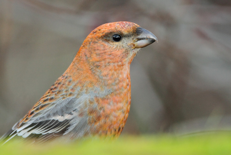 Taviokuurna Pine Grosbeak (Pinicola enucleator)