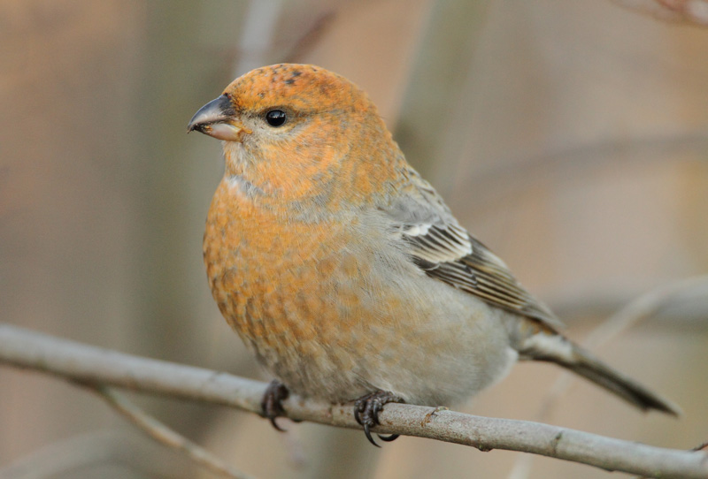 Taviokuurna Pine Grosbeak (Pinicola enucleator)
