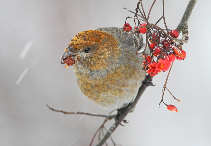 Taviokuurna Pine Grosbeak (Pinicola enucleator)