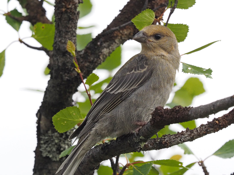 Taviokuurna Pine Grosbeak (Pinicola enucleator)