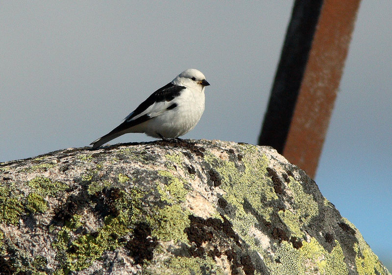 Pulmunen (Plectrophenax nivalis)