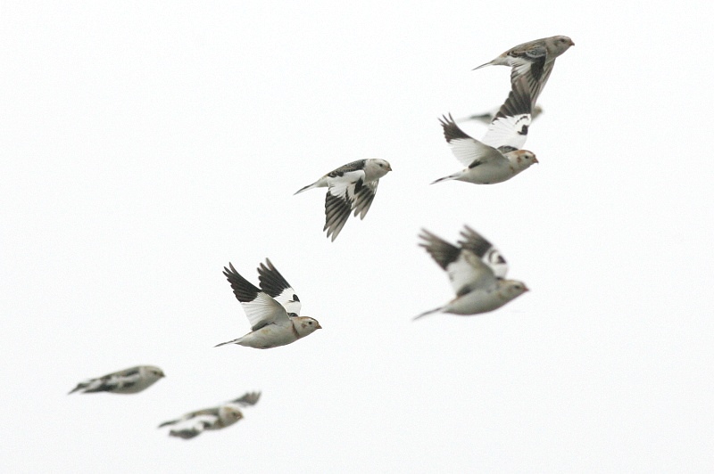 Pulmunen (Plectrophenax nivalis)