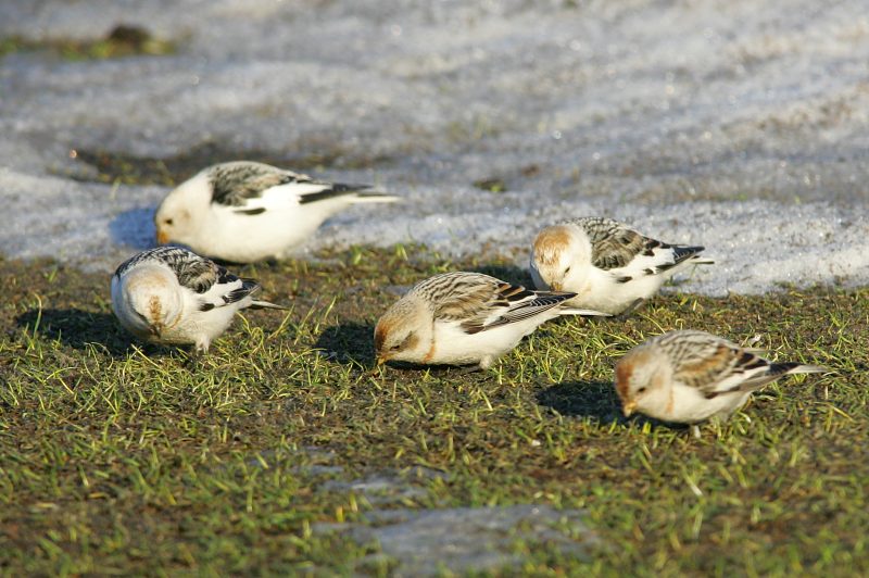Pulmunen (Plectrophenax nivalis)