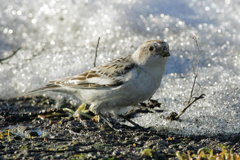 Pulmunen (Plectrophenax nivalis)