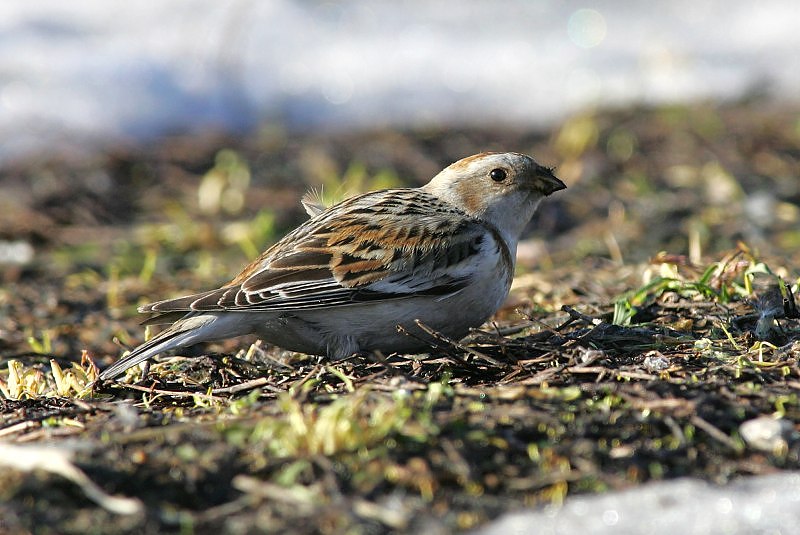 Pulmunen (Plectrophenax nivalis)