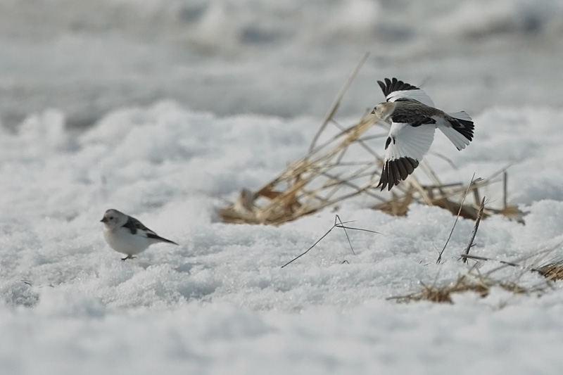 Pulmunen (Plectrophenax nivalis)