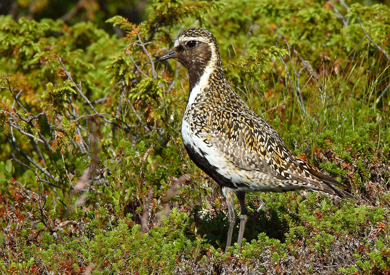 Kapustarinta Pluvialis apricaria