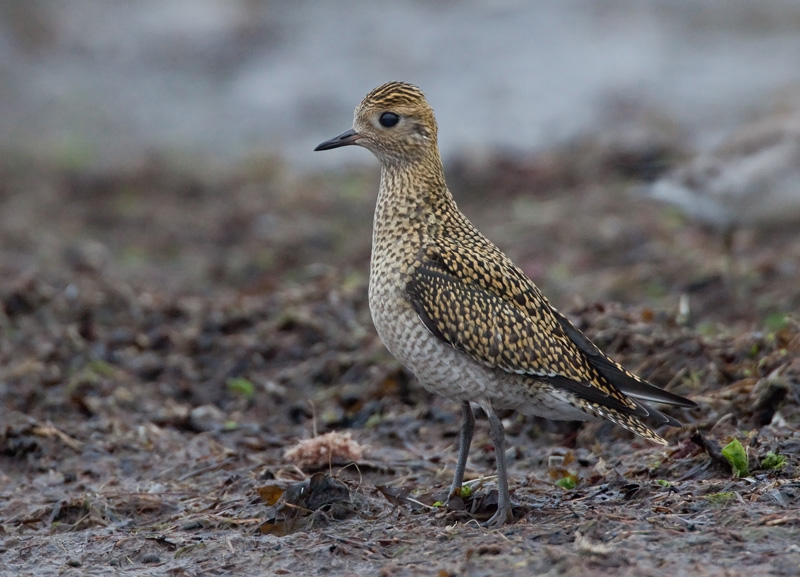 Kapustarinta Pluvialis apricaria