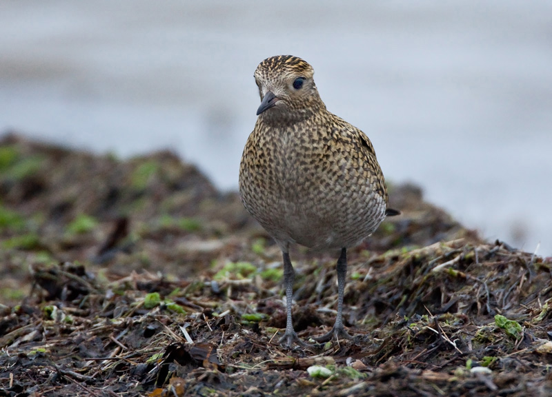 Kapustarinta Pluvialis apricaria