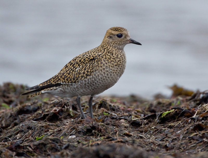 Kapustarinta Pluvialis apricaria