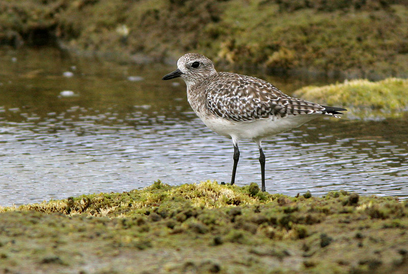 Tundrakurmitsa Pluvialis squatarola