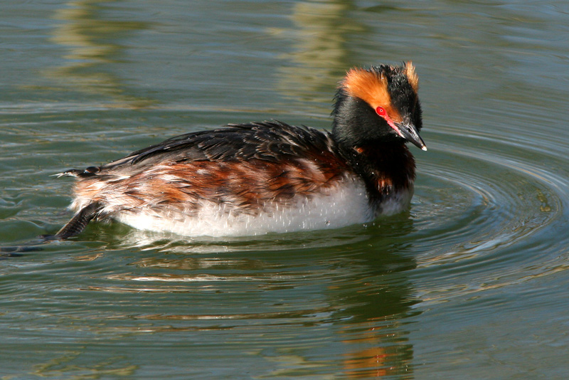 Mustakurkku-uikku, Slavonian Grebe (Podiceps auritus)