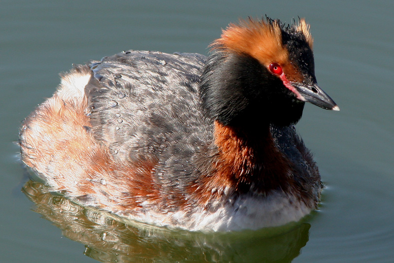 Mustakurkku-uikku, Slavonian Grebe (Podiceps auritus)
