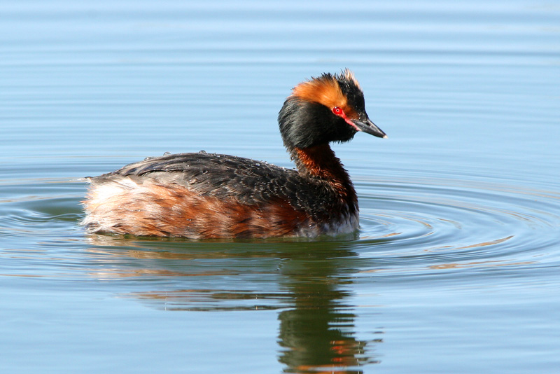 Mustakurkku-uikku, Slavonian Grebe (Podiceps auritus)
