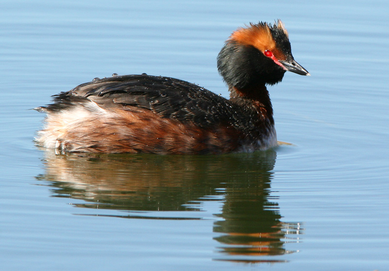 Mustakurkku-uikku, Slavonian Grebe (Podiceps auritus)