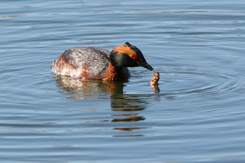 Mustakurkku-uikku, Slavonian Grebe (Podiceps auritus)