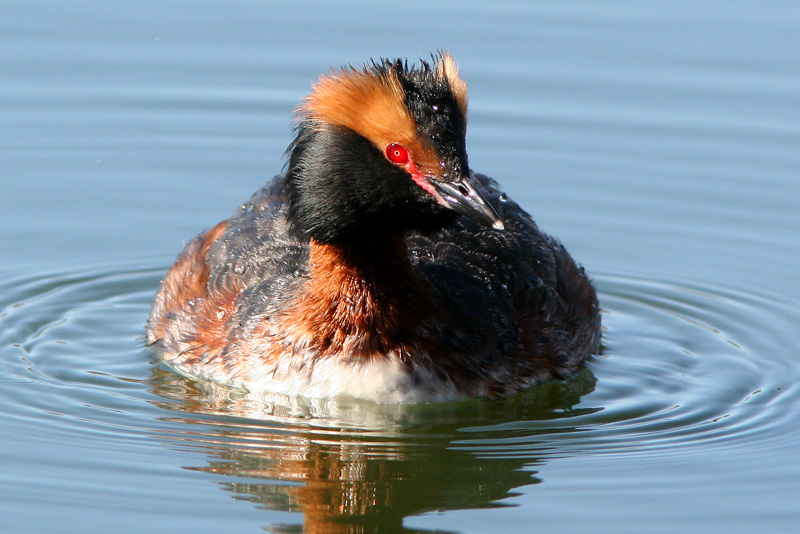 Mustakurkku-uikku, Slavonian Grebe (Podiceps auritus)