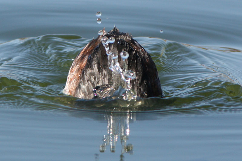 Mustakurkku-uikku, Slavonian Grebe (Podiceps auritus)