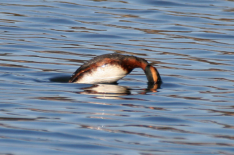 Mustakurkku-uikku, Slavonian Grebe (Podiceps auritus)