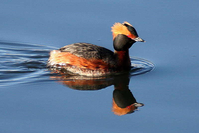 Mustakurkku-uikku, Slavonian Grebe (Podiceps auritus)