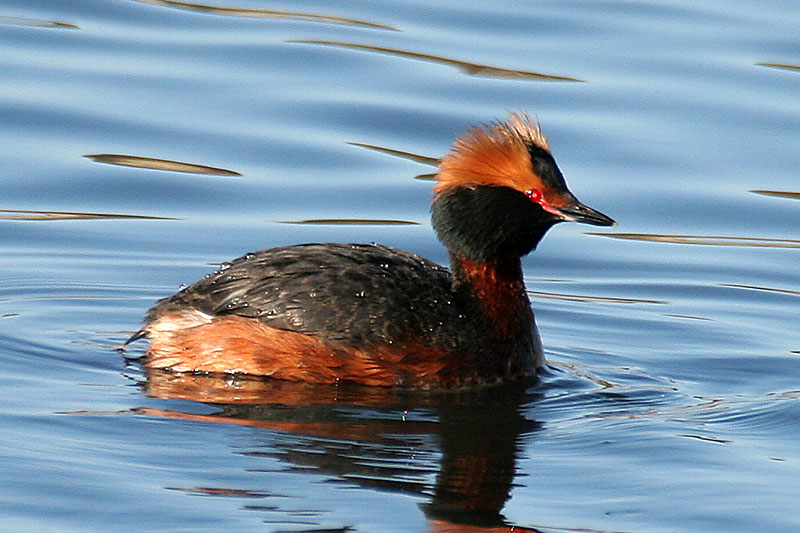 Mustakurkku-uikku, Slavonian Grebe (Podiceps auritus)