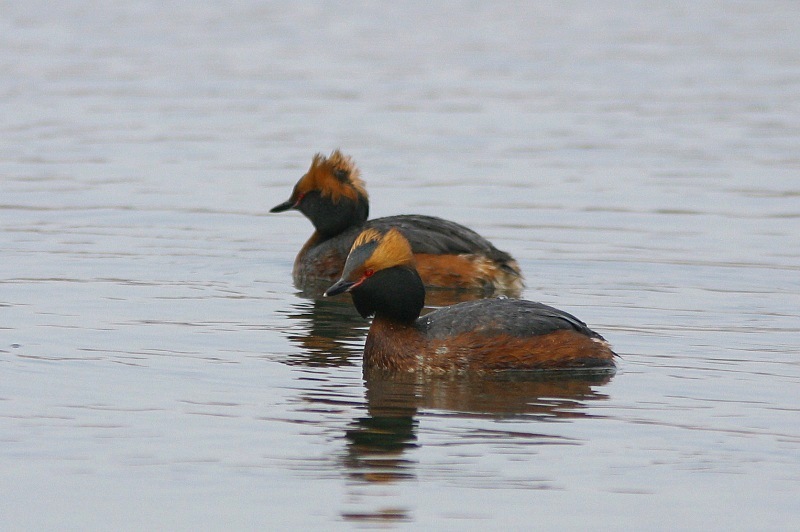 Mustakurkku-uikku, Slavonian Grebe (Podiceps auritus)